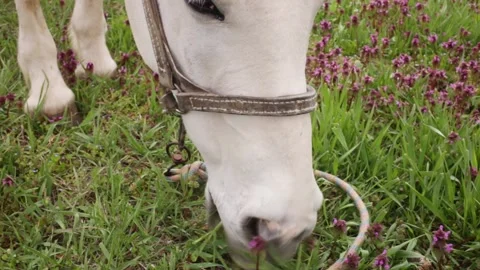A white horse eats green grass in the meadow Stock-Footage 153074591