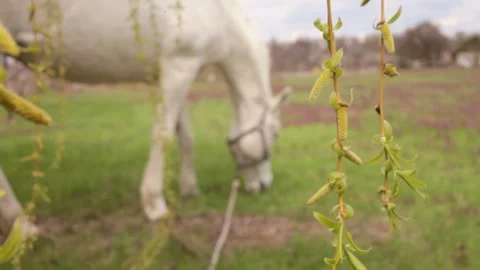 A white horse eats green grass in the meadow Stock Footage 153074636