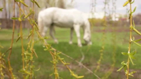 A white horse eats green grass in the meadow Stock Footage 153074656
