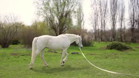 A white horse eats green grass in the meadow Video stock 153074682