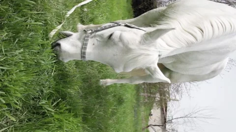 A white horse eats green grass in the meadow Stock Footage 153074739