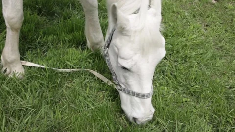 A white horse eats green grass in the meadow Video stock 153074821