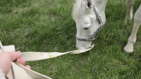 A white horse eats green grass in the meadow Stock Footage 153074854