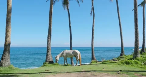 White horse eats green grass next to ocean. Stock Footage 222012331