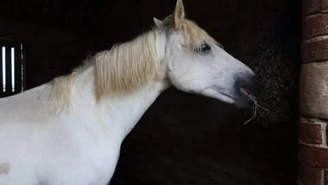 A White Horse Eats Hay In The Stable Stock Footage 294100279