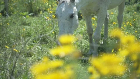 A white horse eats herb flowers and grass in an outdoor field. Freedom animal Stock Footage 158012116