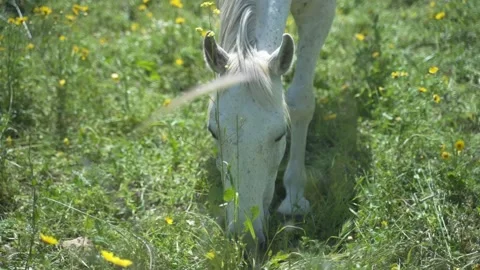 A white horse eats herb flowers and grass in an outdoor field. Freedom animal Stock Footage 158012264
