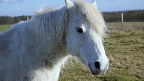 White Horse in field Stock Footage 85610029