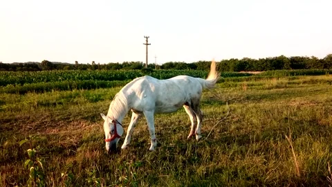 White horse in the field Stock Footage 157388787