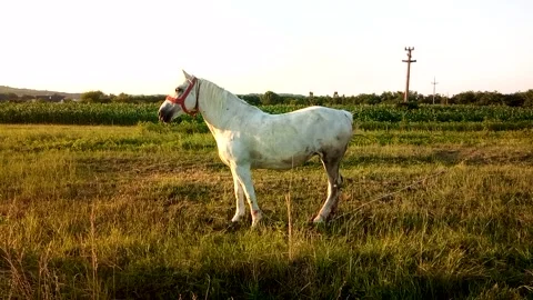 White horse in the field Stock Footage 157388797