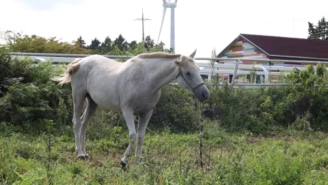 White horse in the field Video stock 310345837