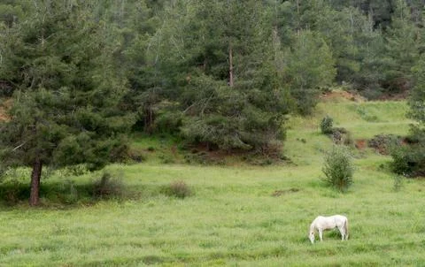 White horse in the field Stock-Fotos