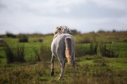 White horse in the fields outlooking  Stock Photos