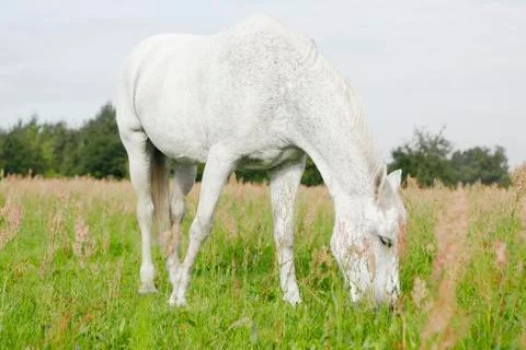 White Horse in the fields Stock Photos