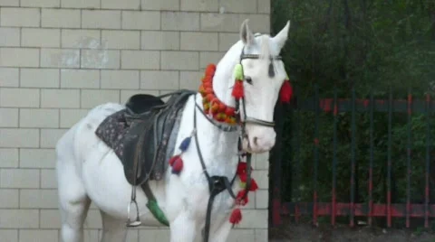 White Horse Stock Footage 558359