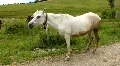 White horse HD Footage