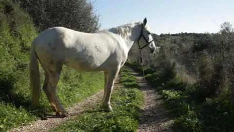 White horse Stock-Footage 8914318