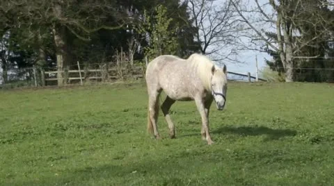 White horse Stock Footage 10908561