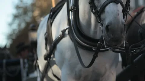 White horse Stock Footage 11711520