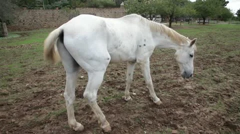 White horse Stock Footage 14761841