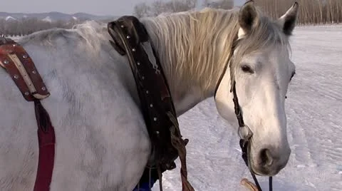White horse Stock Footage 22130450