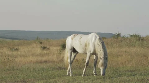 White horse 動画素材 22732919