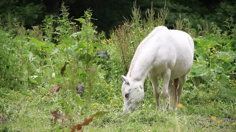 White Horse Stock Footage 27622983