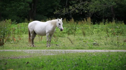 White Horse Stock Footage 27627490