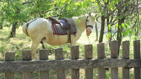 White Horse Vídeo Stock 27846892