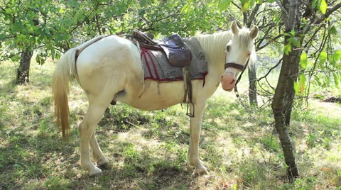 White Horse Stock Footage 27847073