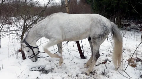 White horse 库存影片 33618336