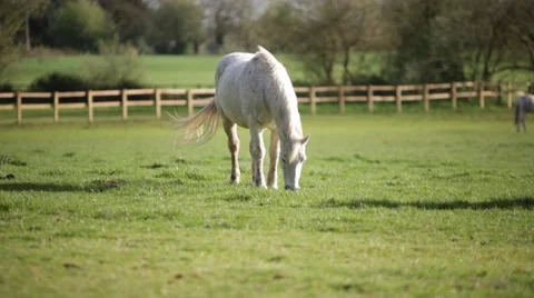 White horse Video stock 37226745
