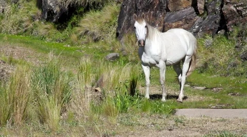 White Horse Stock Footage 40711543