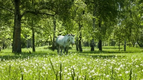 White horse Video stock 40735359