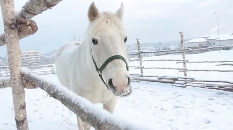 White horse Stock Footage 45490943