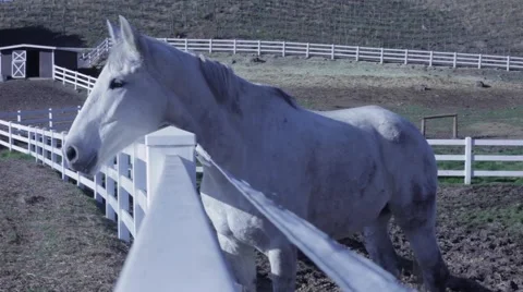 White Horse 스톡 동영상 50233660