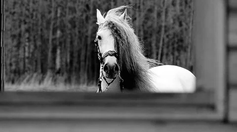 White horse Stock Footage 50517561