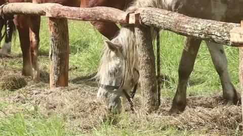 White horse Stock Footage 51364410