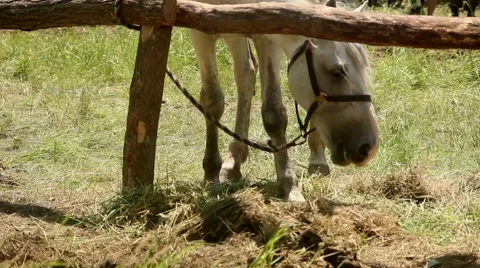 White horse Stock Footage 51364455