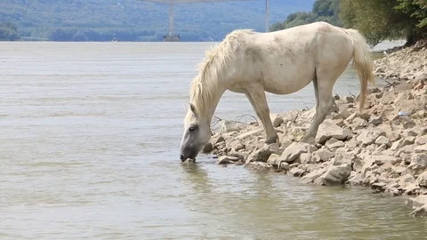 A white horse Stock Footage 79142845