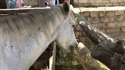 White horse Video stock 80504021