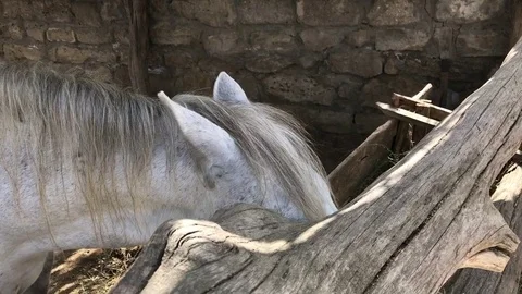 White horse Stock Footage