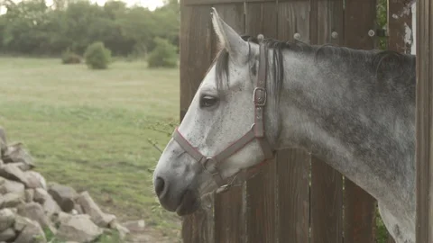 White horse Stock Footage 93143215