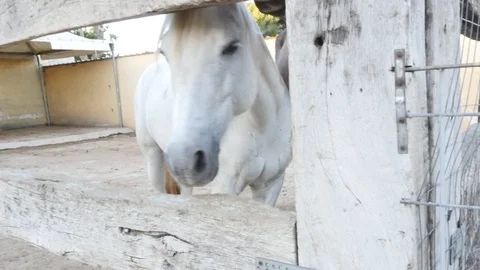 White horse Video stock 95749348