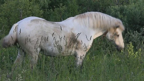 White horse Stock Footage 97218155