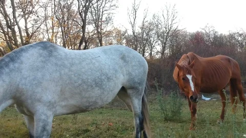 A white horse Stock Footage 99007820