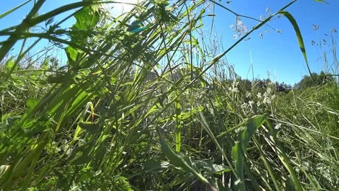 White horse Stock Footage 100650093