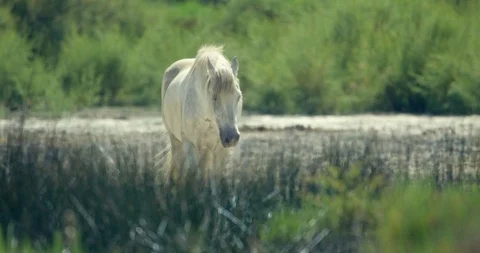 White Horse Stock Footage 111827269