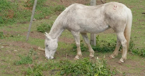 White horse Stock Footage 116841940