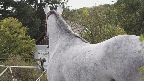 A white horse Stock Footage 119099138